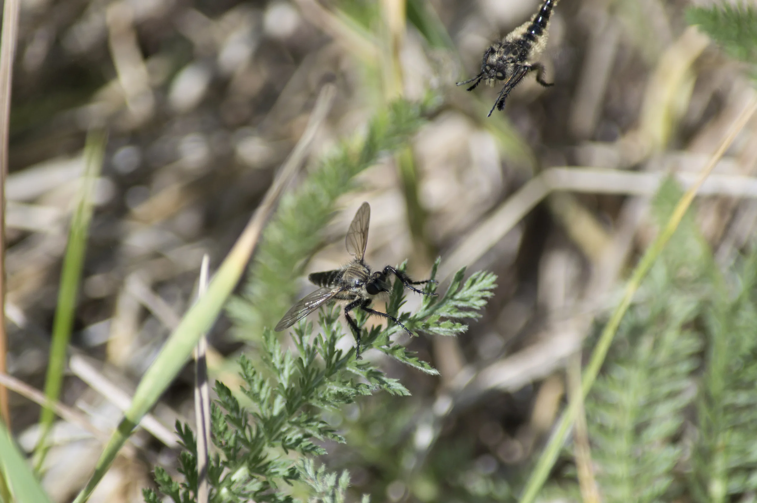 Diptera: Asilidae
