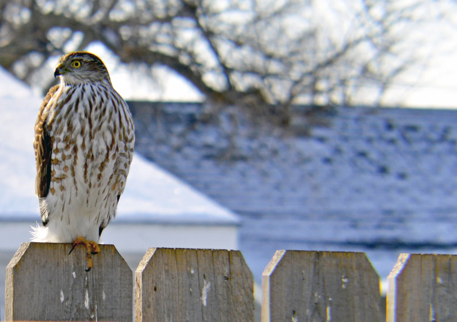 Buteo jamaicensis