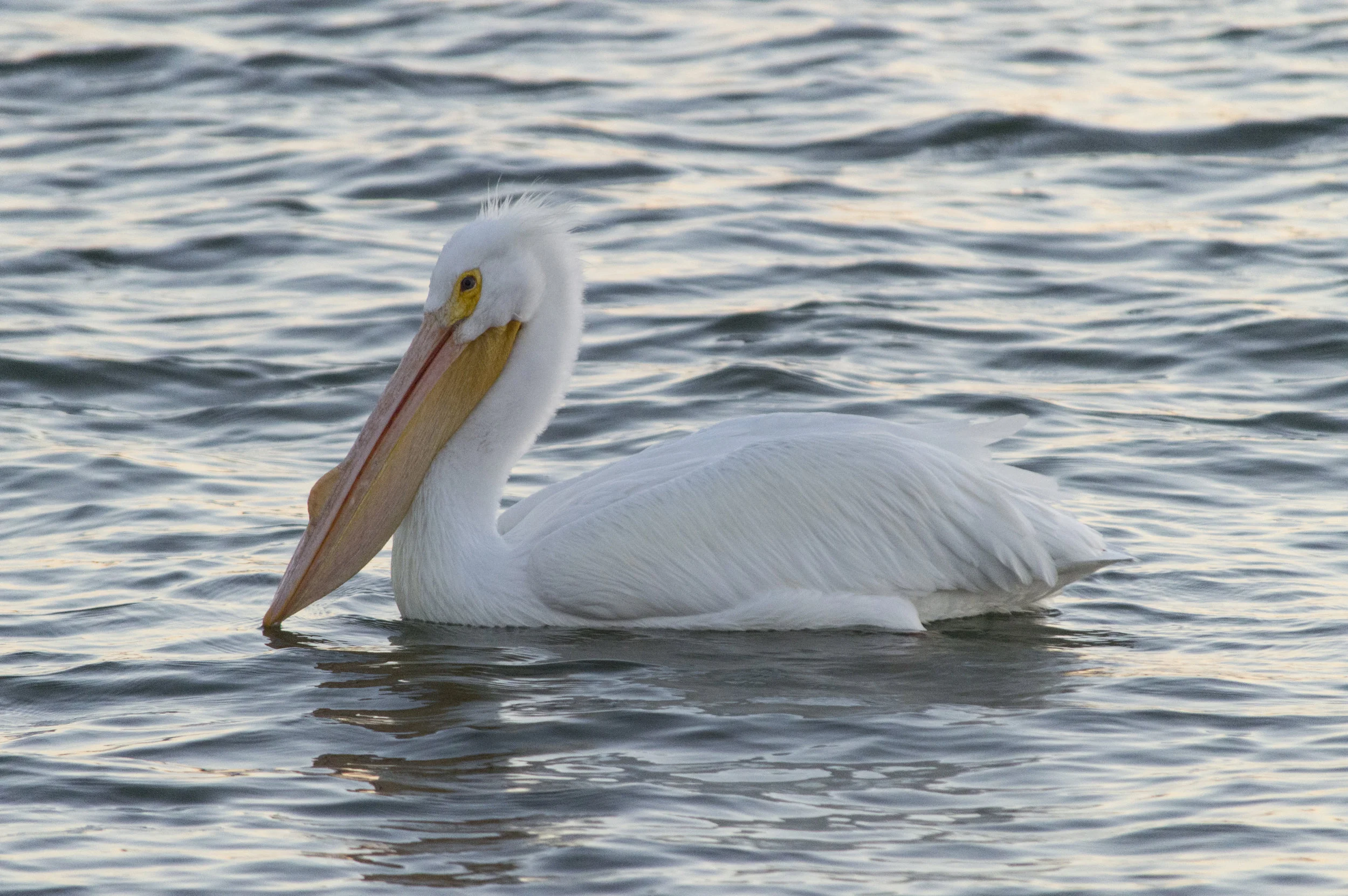 Pelecanus erythrorhynchos