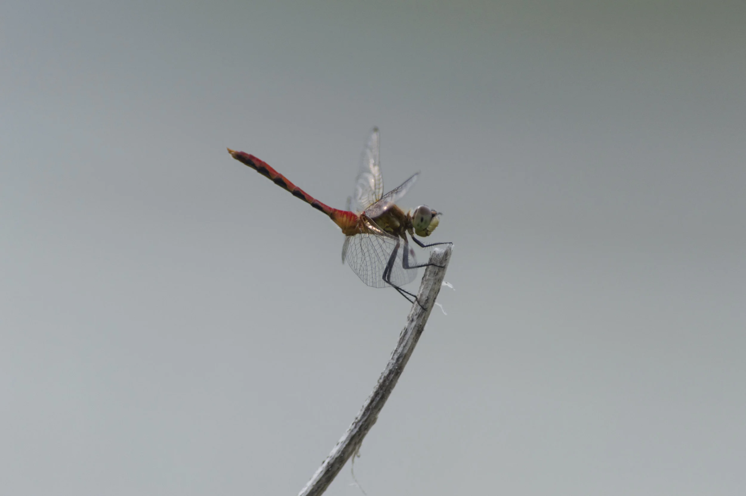 Odonata