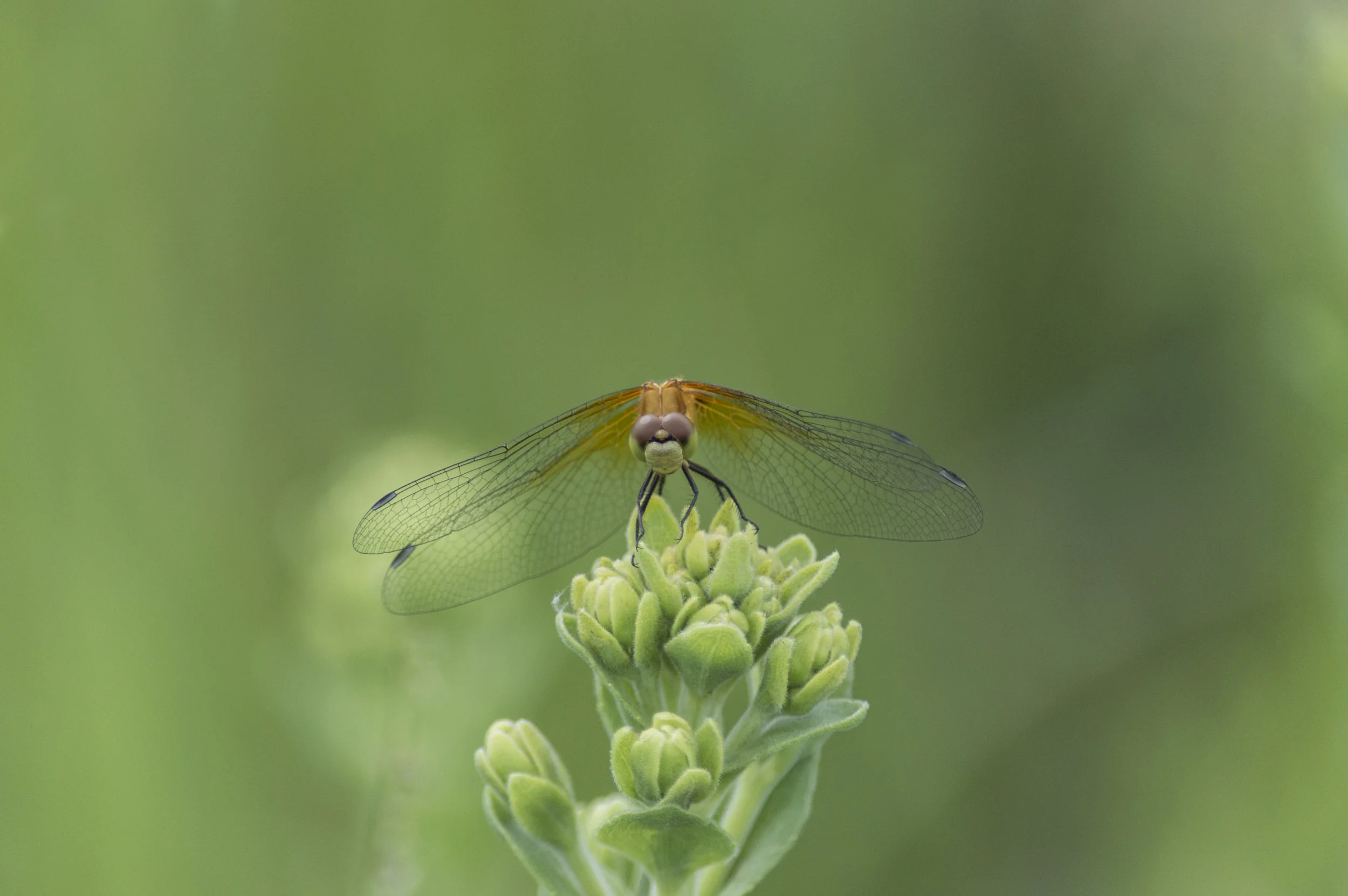 Odonata