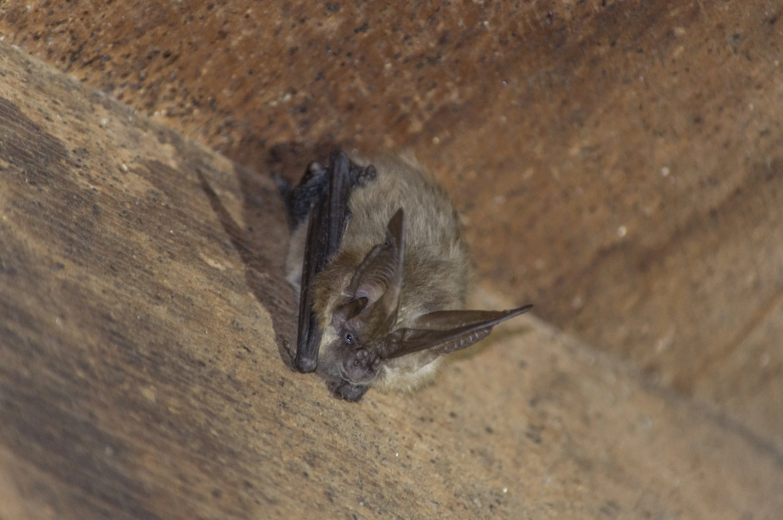 Corynorhinus townsendii