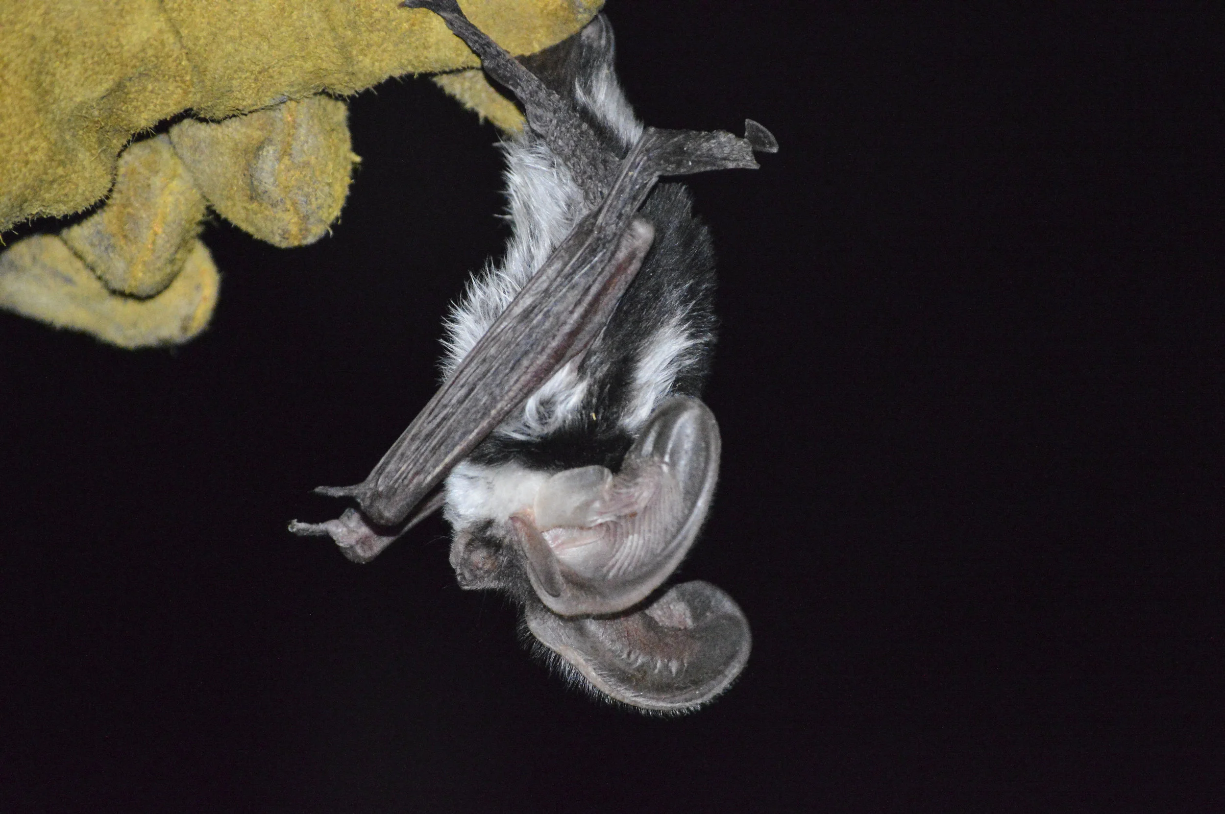 Euderma maculatum