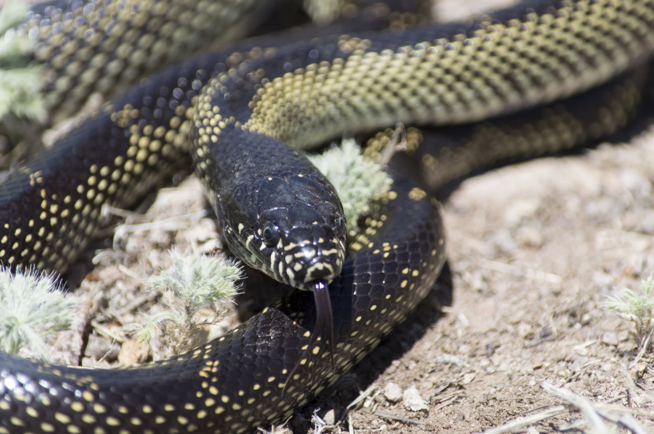Lampropeltis getula splendida