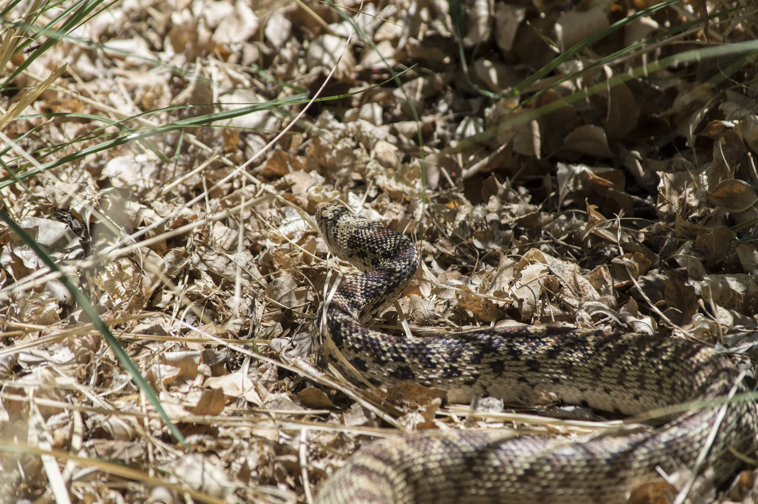Pituophis catenifer sayi