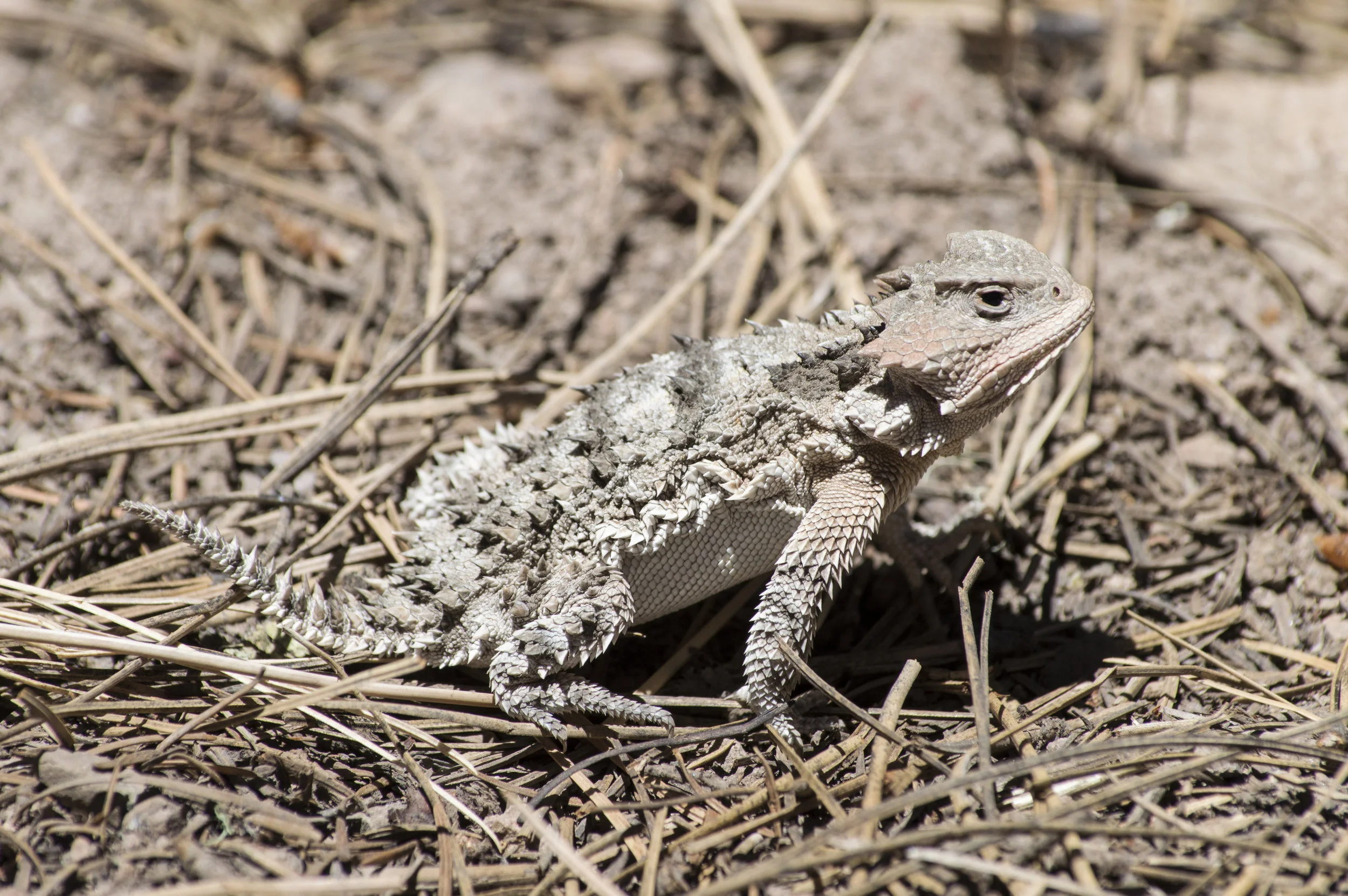 Phrynosoma sp.