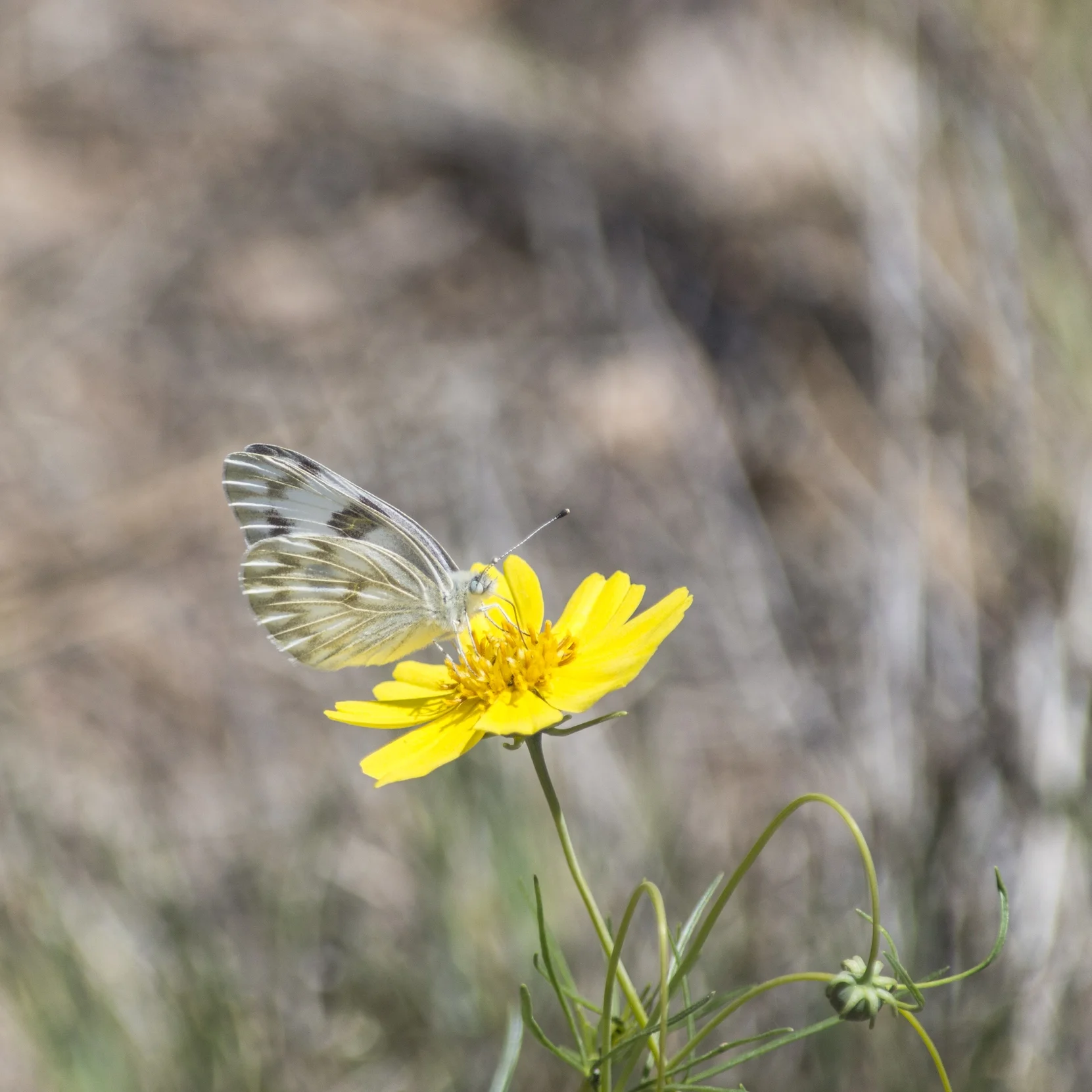 Lepidoptera