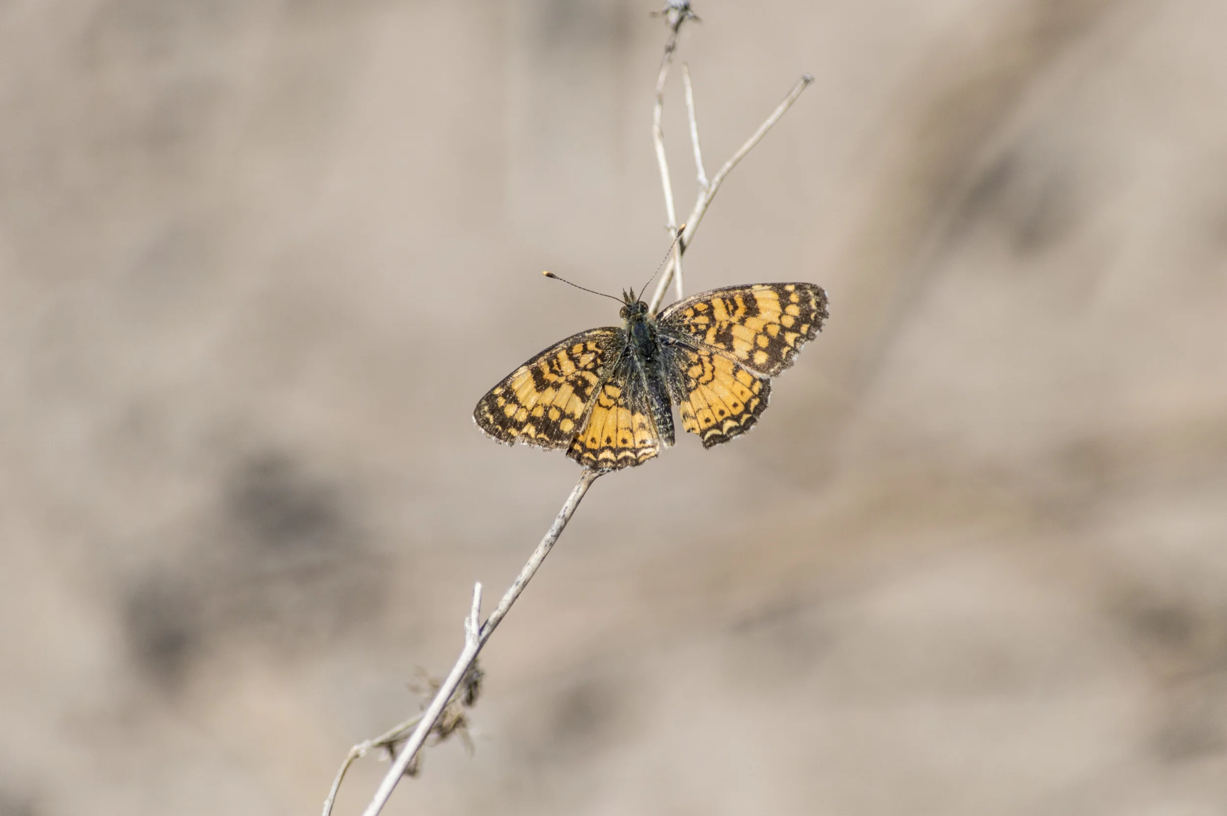 Lepidoptera