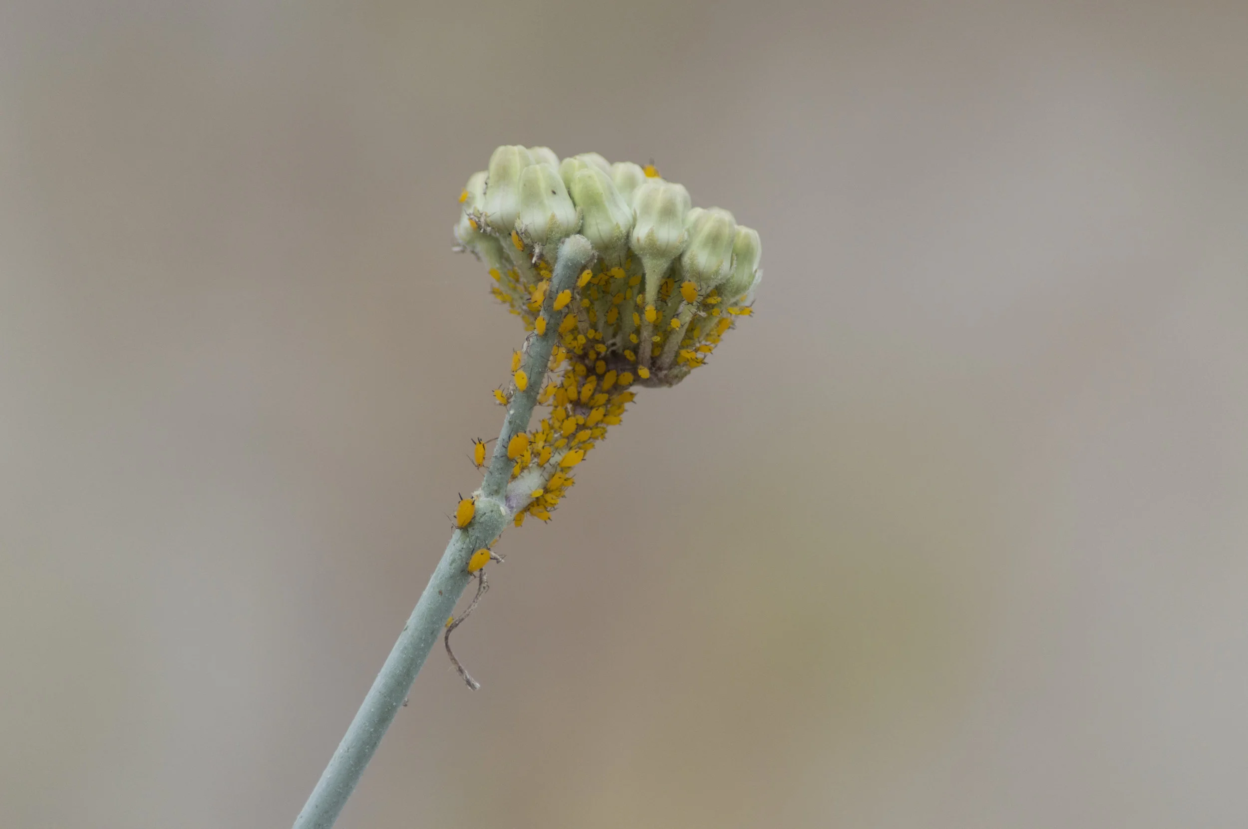Aphis nerii
