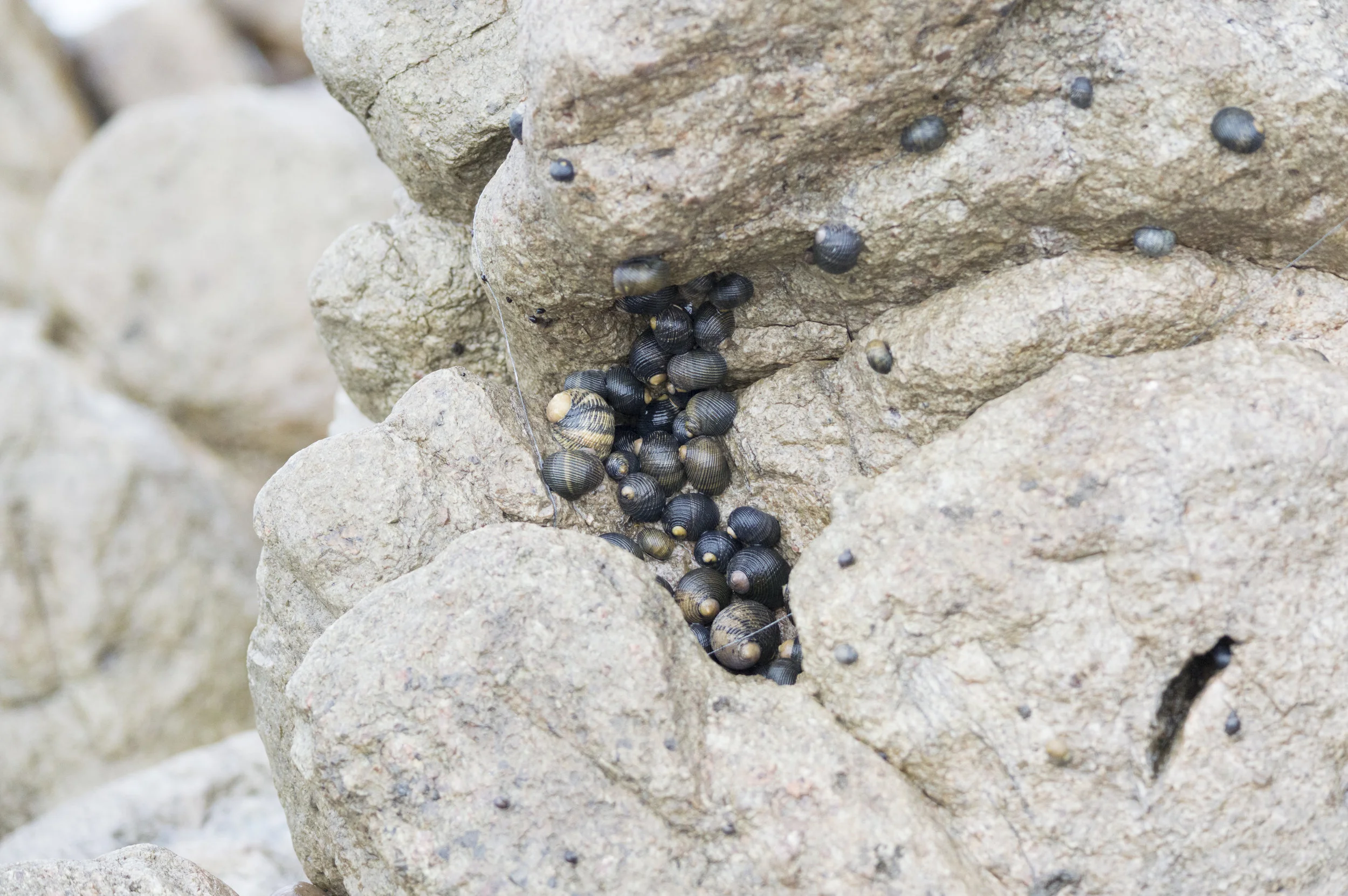 Nerita sp.