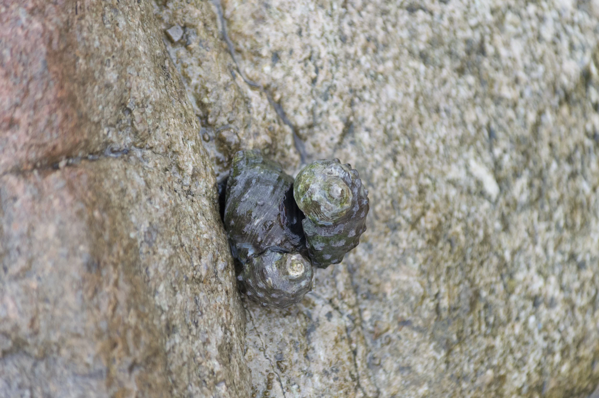 Stramonita sp.