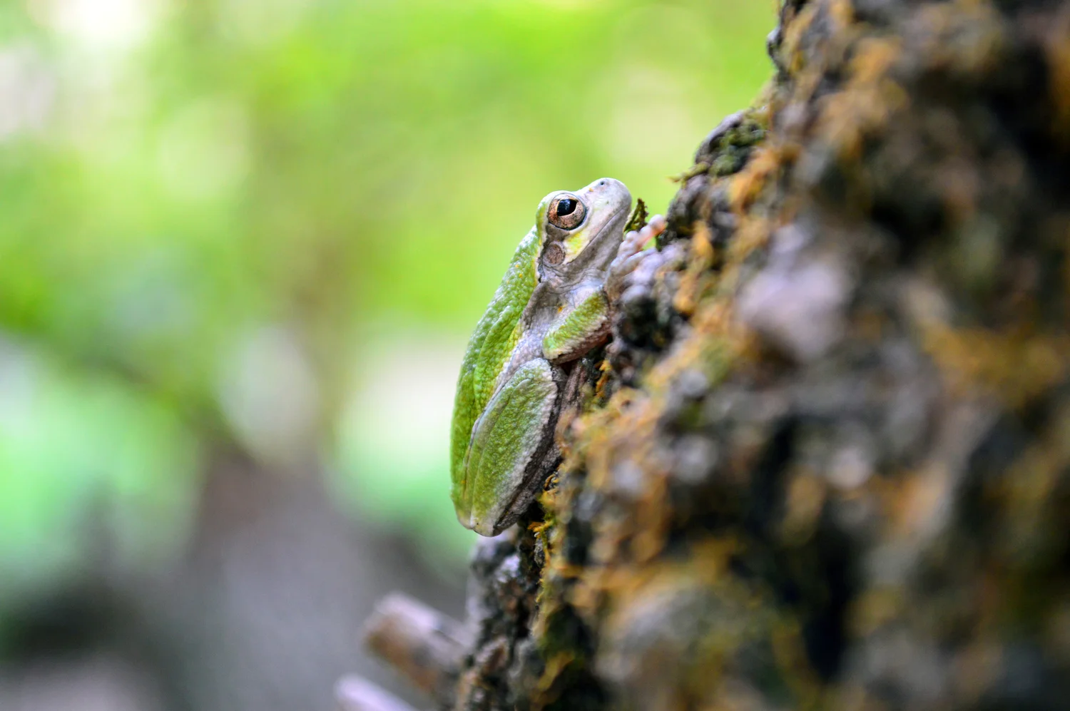 Hyla chrysoscelis