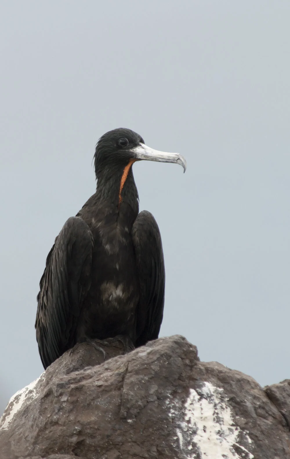 Fregata magnificens
