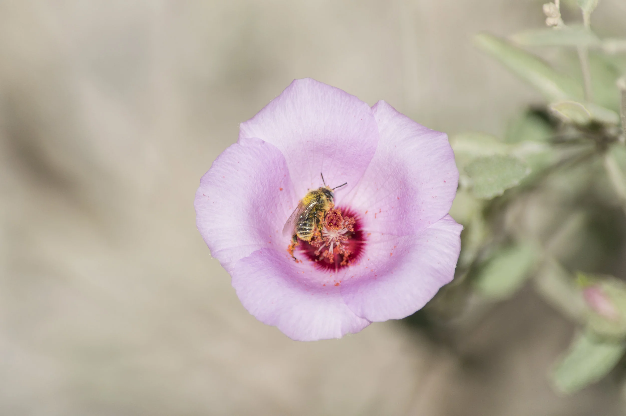 BigBend_007.jpg