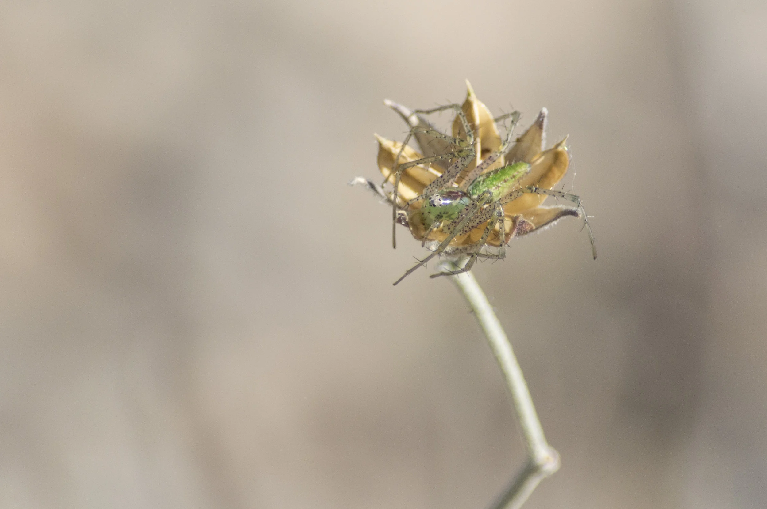 Peucetria viridian's