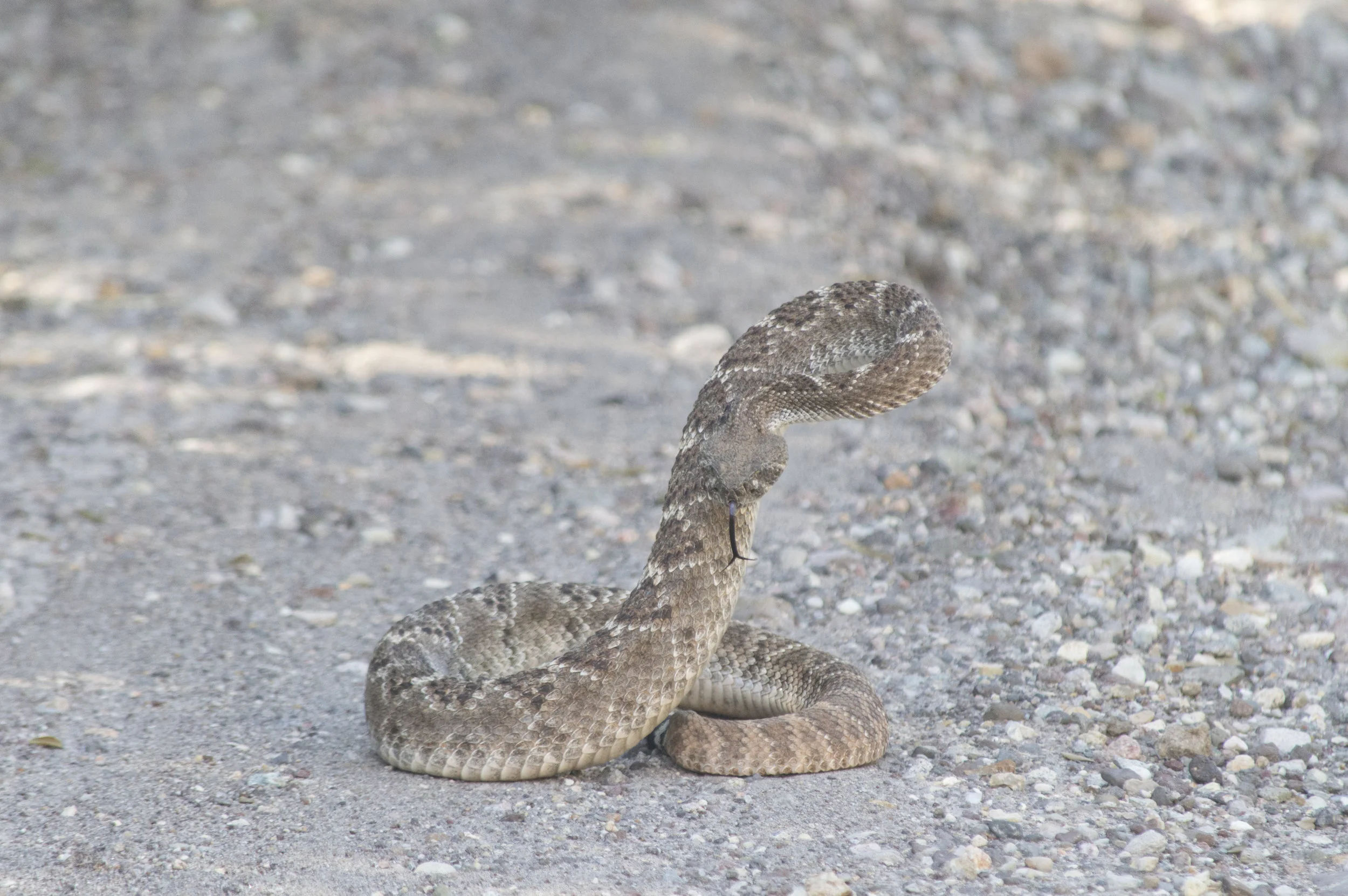Crotalus atrox