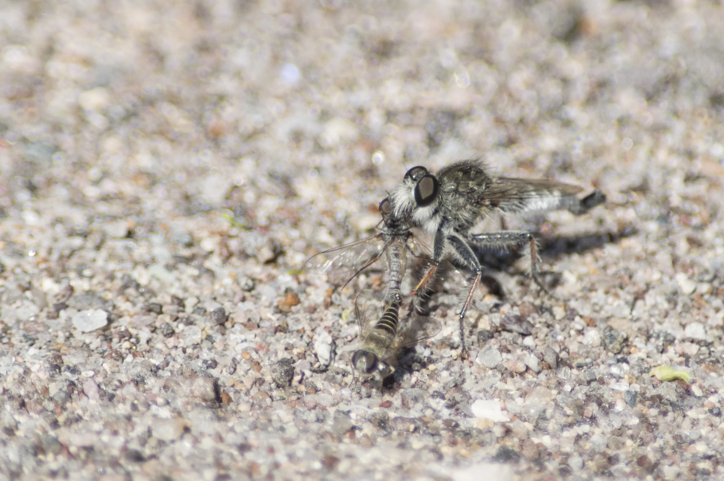 BigBend_022.jpg