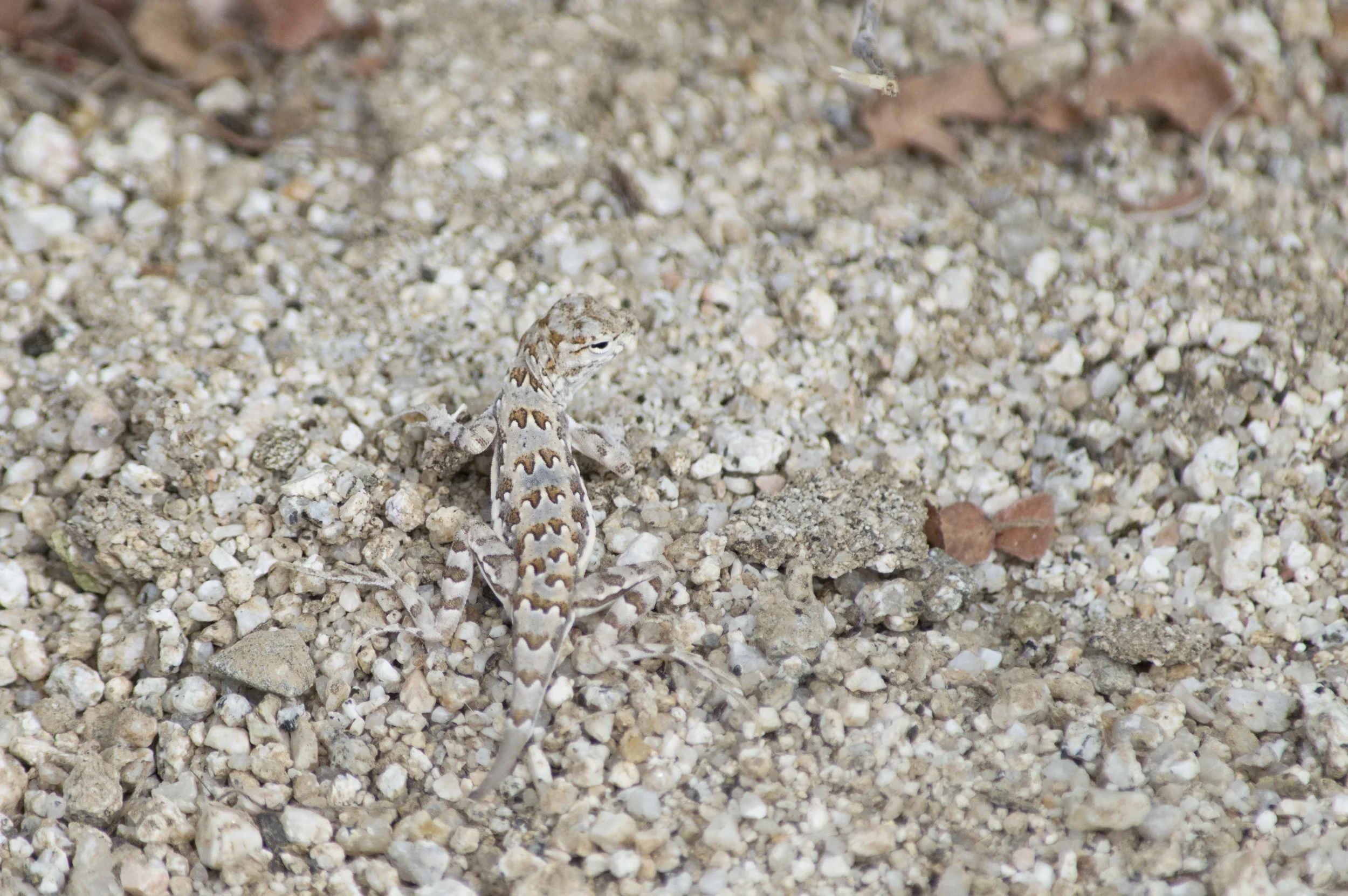 Uta stansburiana