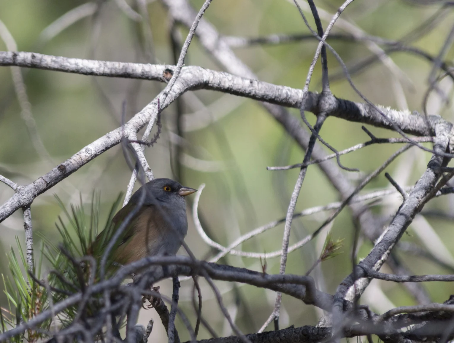 Junco phaeonotus