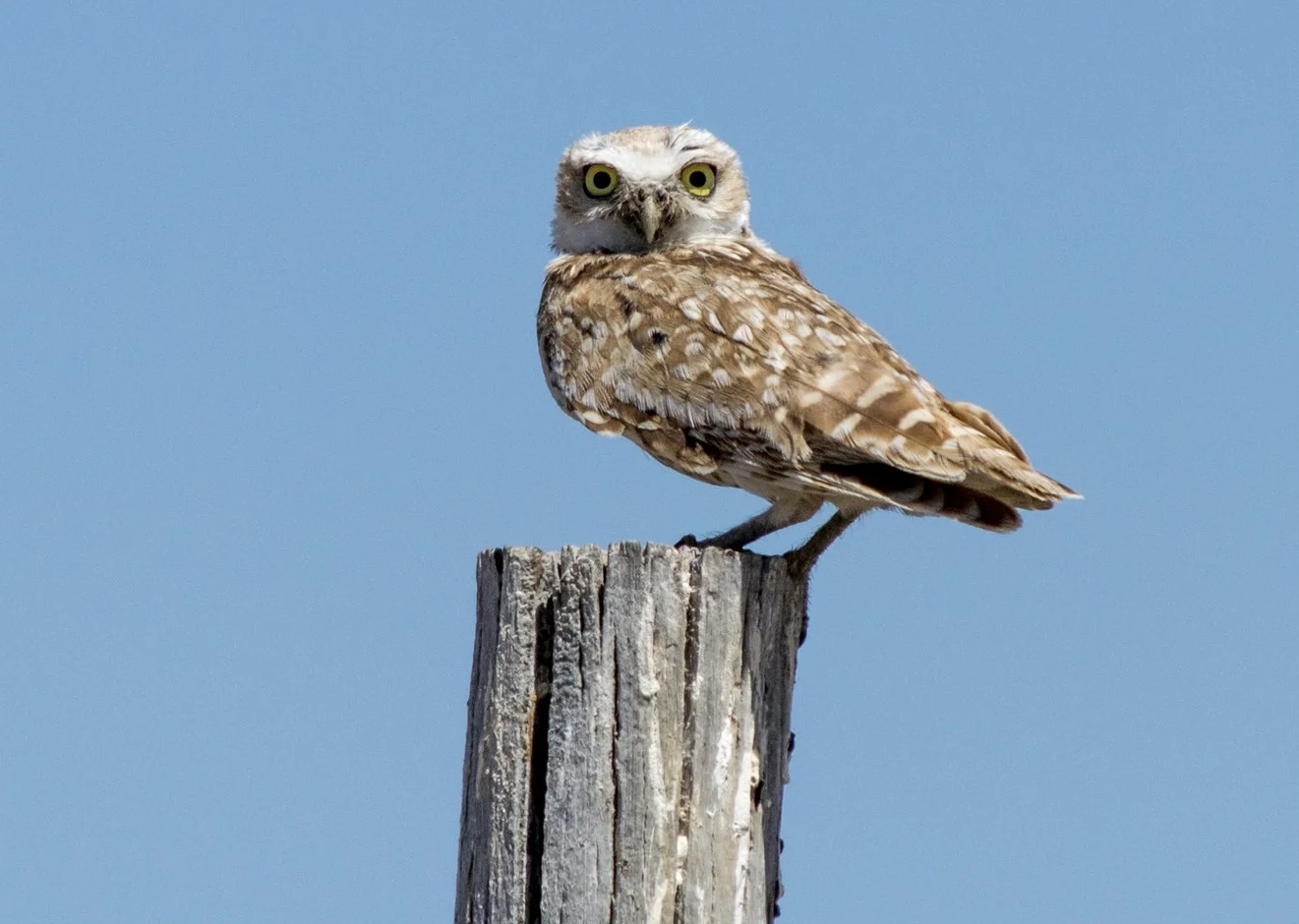 Athene cunicularia