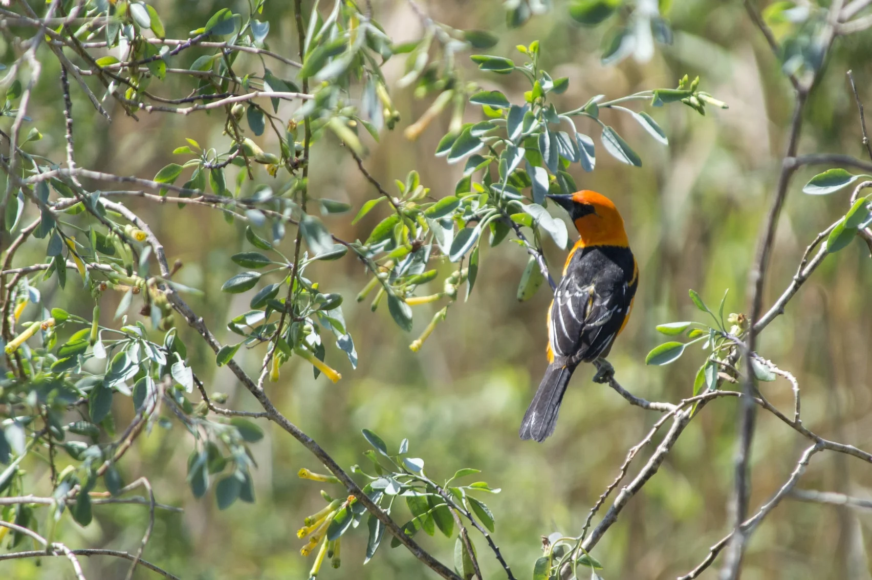 Icterus gularis