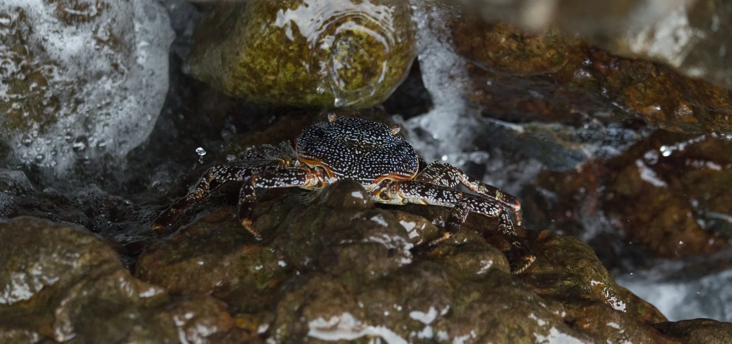 Grapsus grapsus