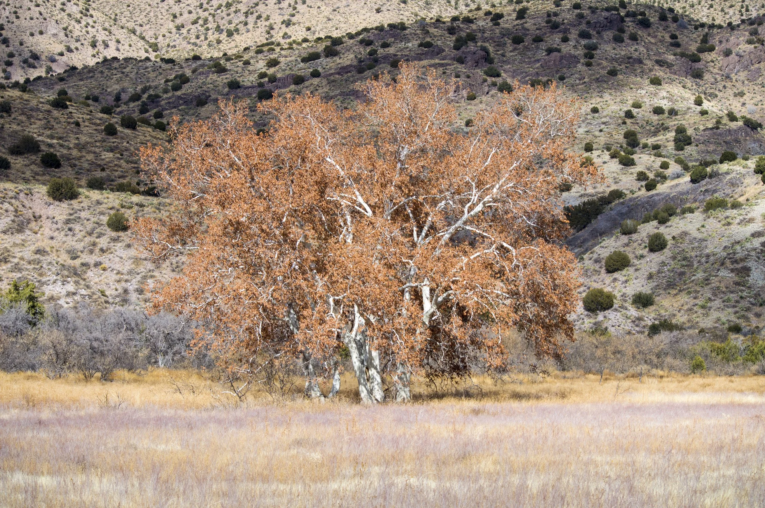 Platanus_wrightii_2.jpg