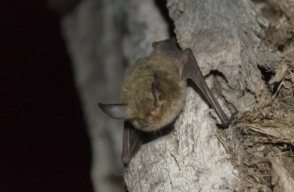 Tye_Myotis_auriculus.jpg