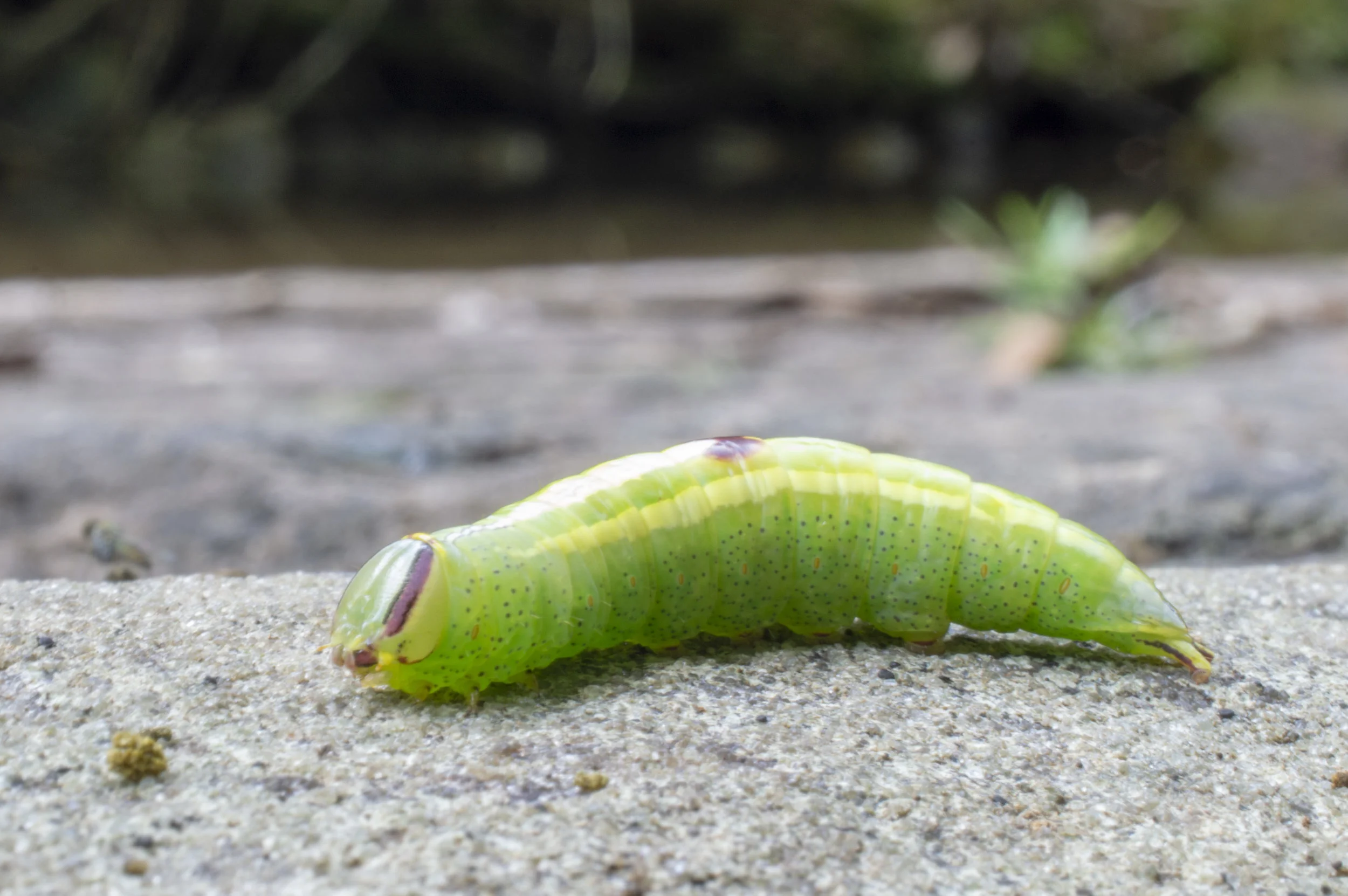 _DSC8048.jpg