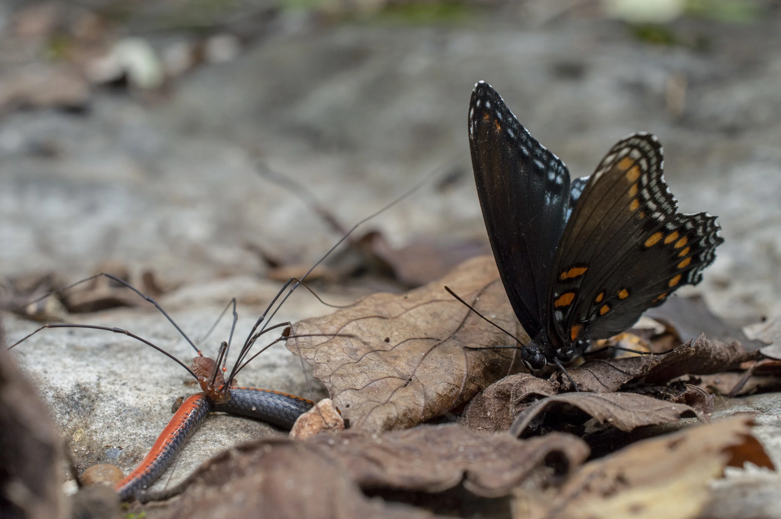 _DSC8012.jpg