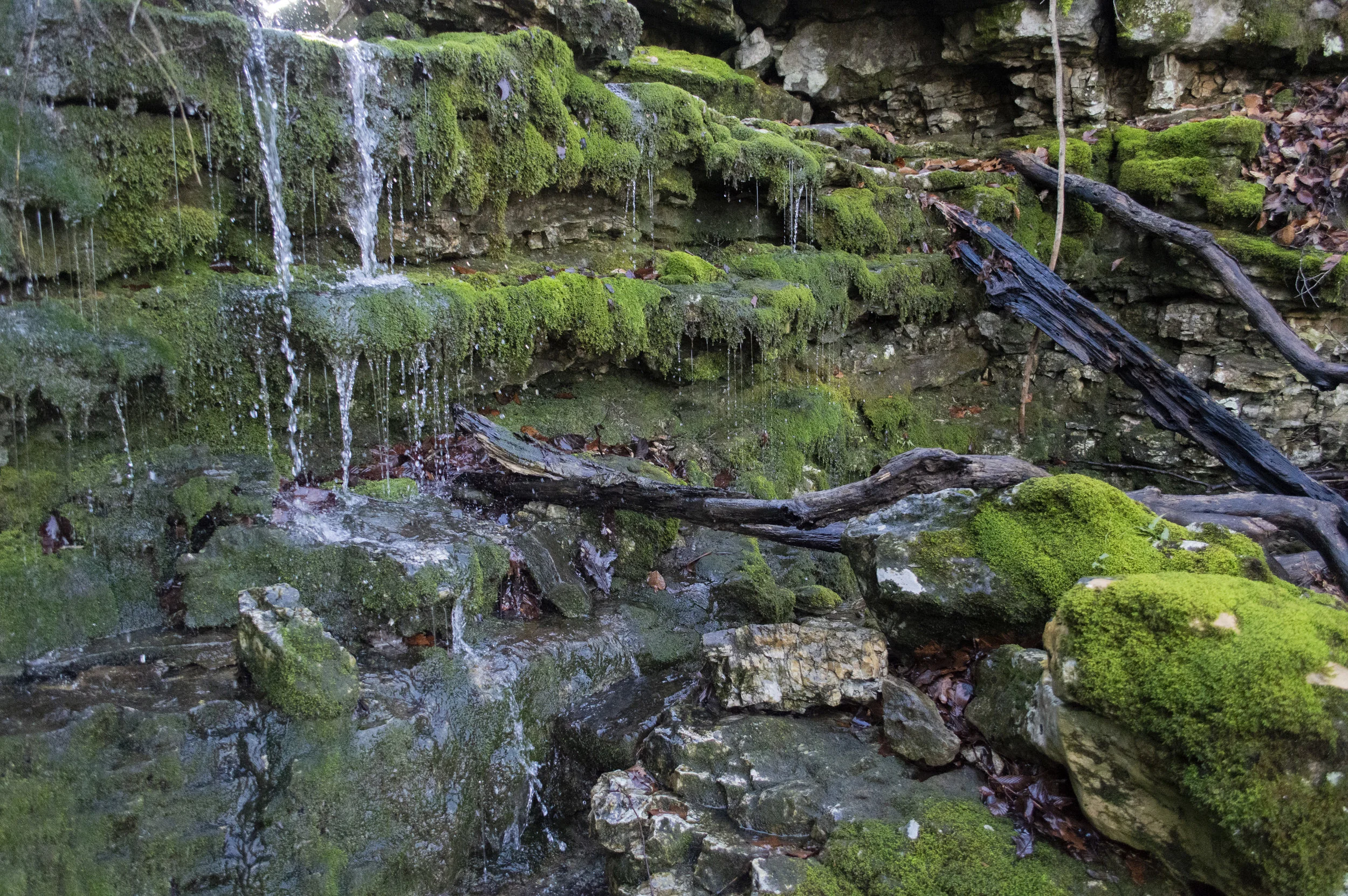 _DSC8245.jpg