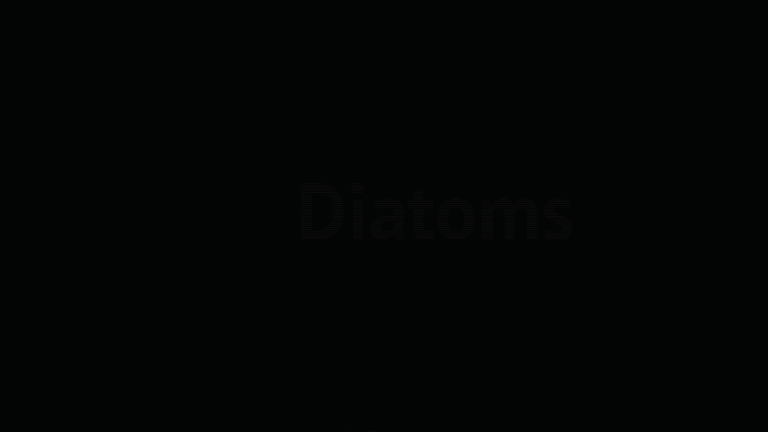 myDiatoms_Intro.gif