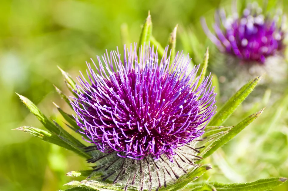 Tamanu Flower