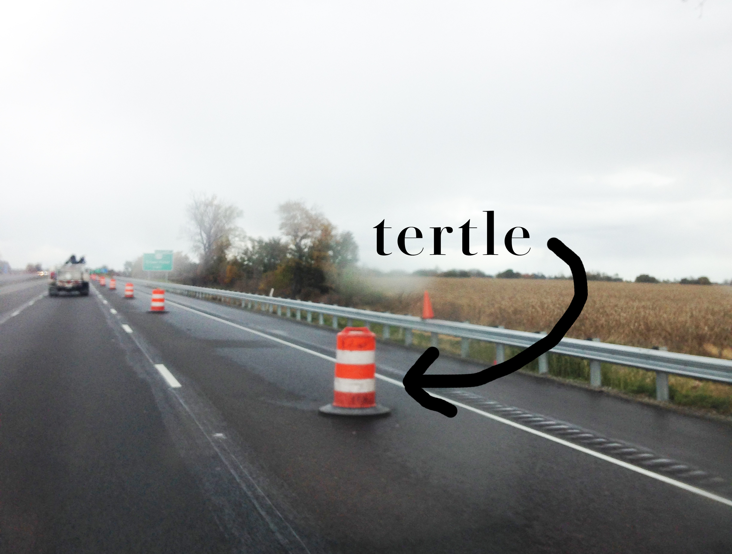 BETTERTURTLE2.jpg