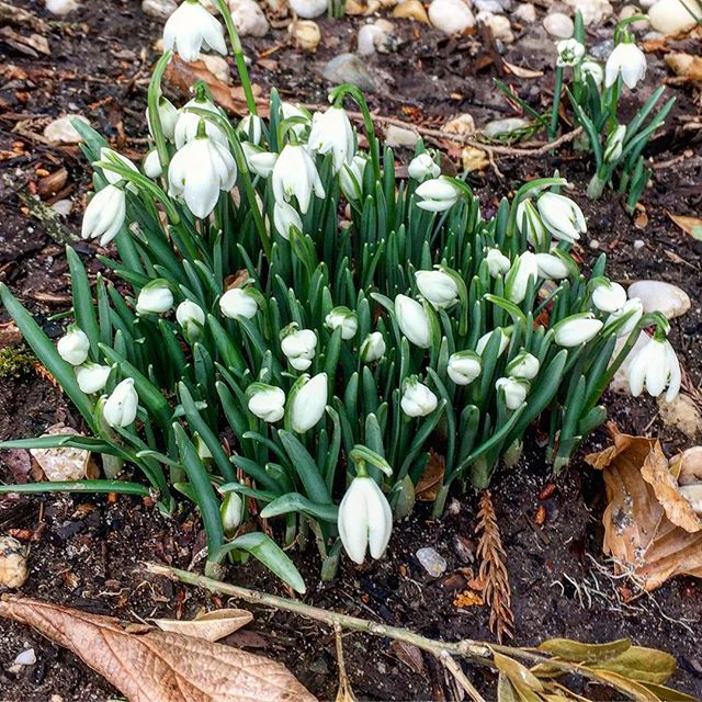 🙌🏻🙌🏻🙌🏻🙌🏻 #spring &bull;
&bull;
&bull;
&bull;
&bull;
#easthampton #thehamptons #beach #hamptons #snowdrops #springhassprung #bayberrycottages