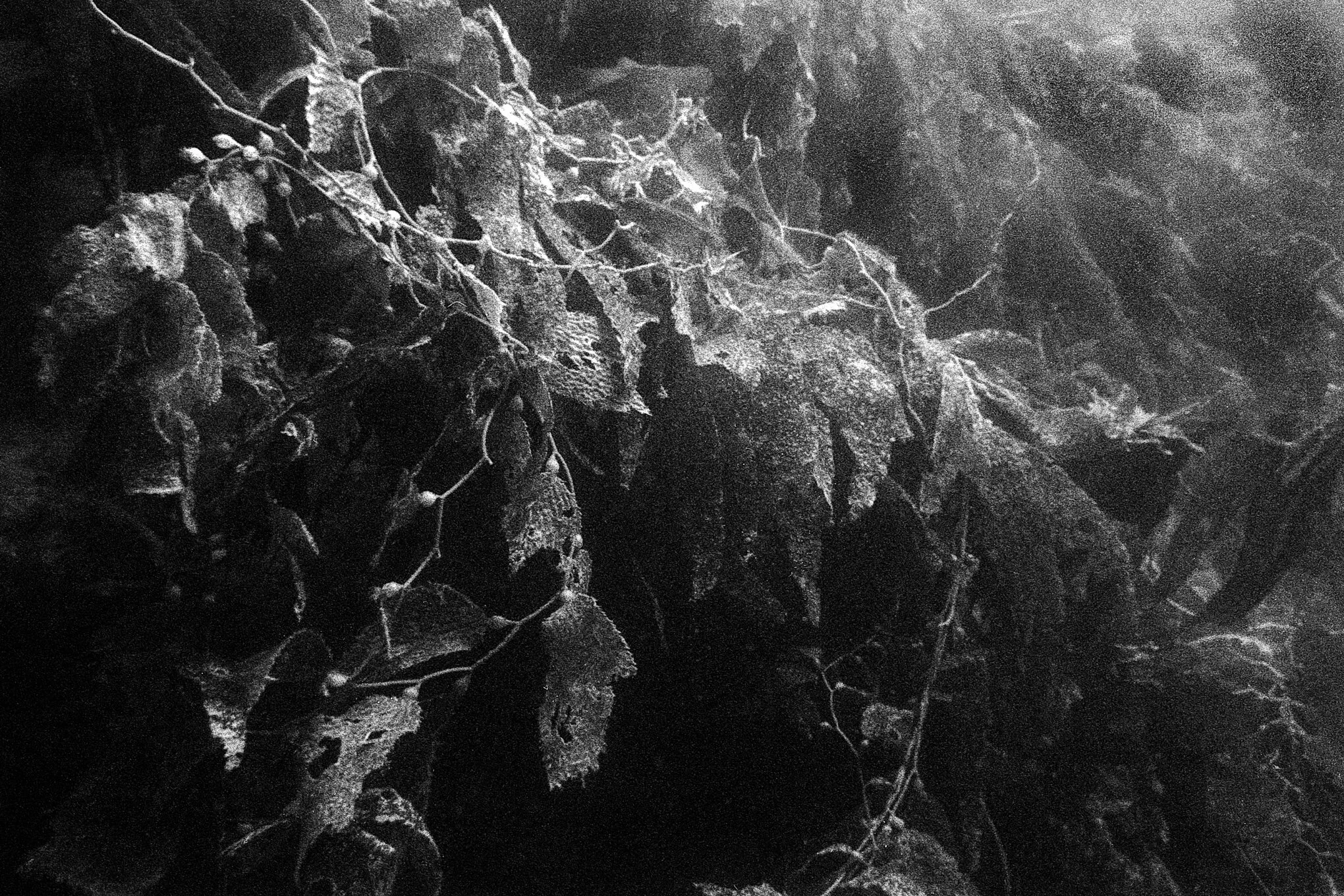 GriffithT_191028_35.JPG