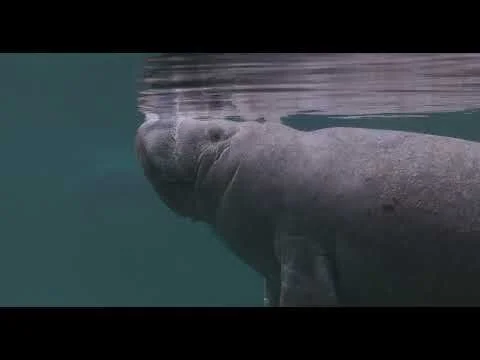 Taylor Griffith Portfolio Reel