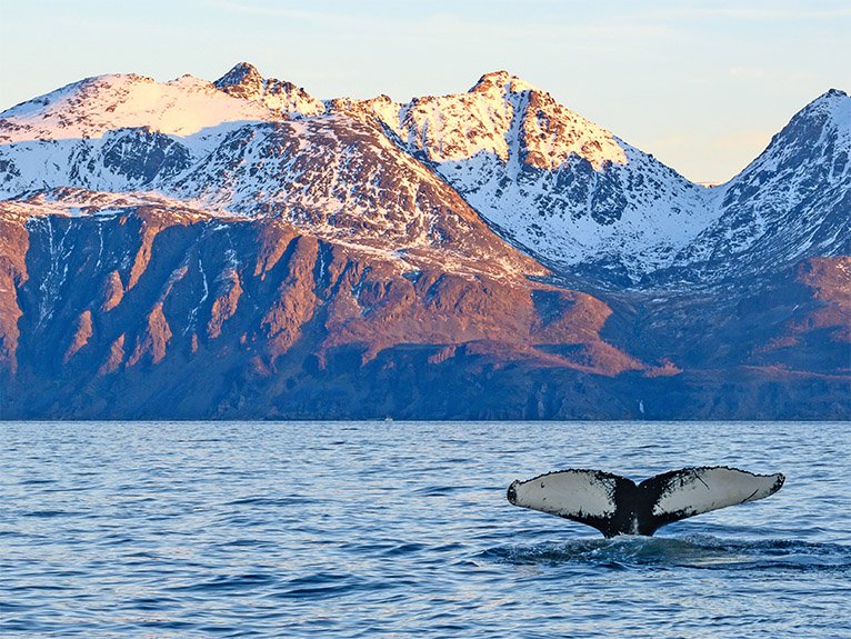 SE_Humpback_Whale_Arctic_Card.jpg