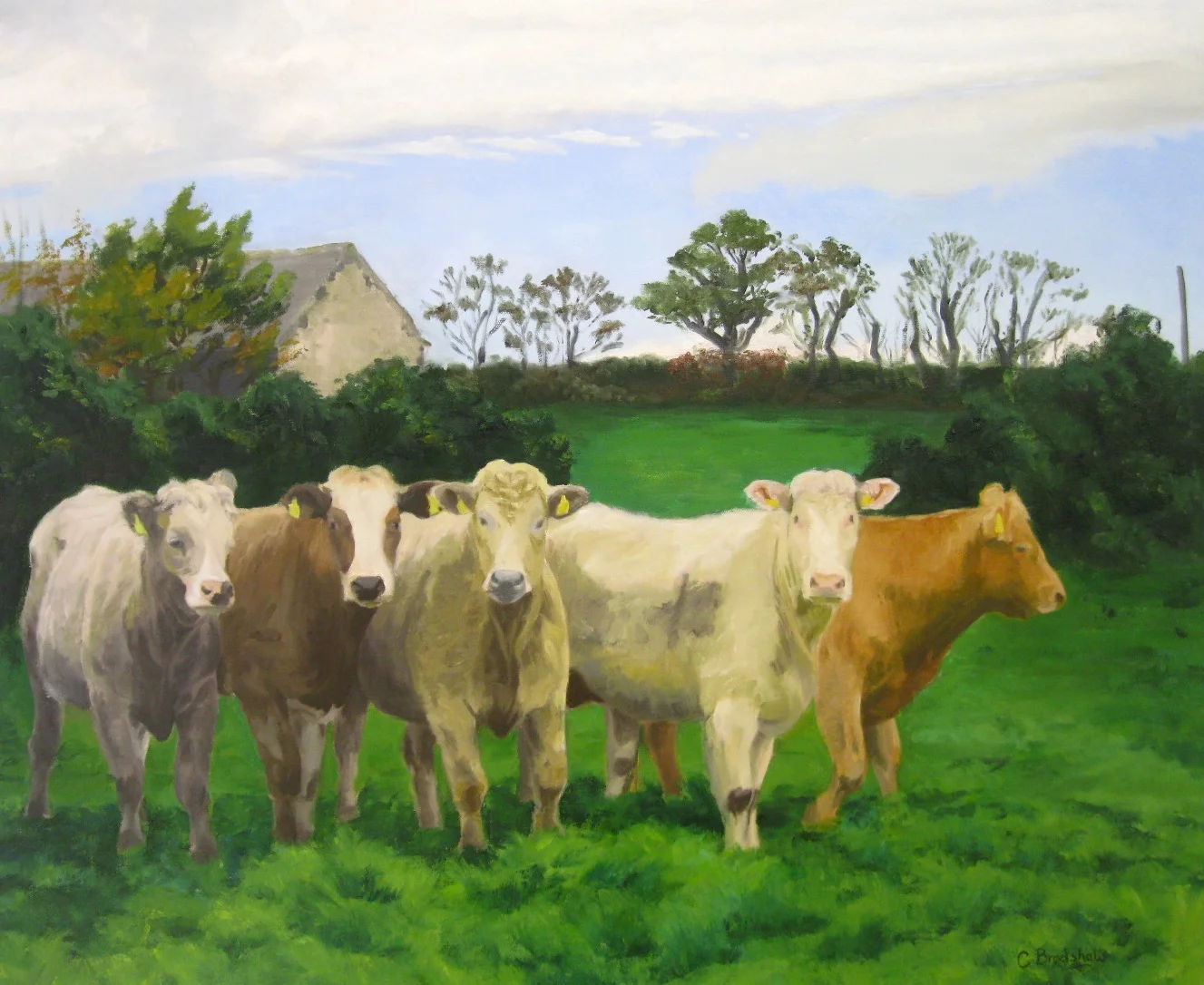 Beef Cattle, Oil on Canvas, 74x61.5cms