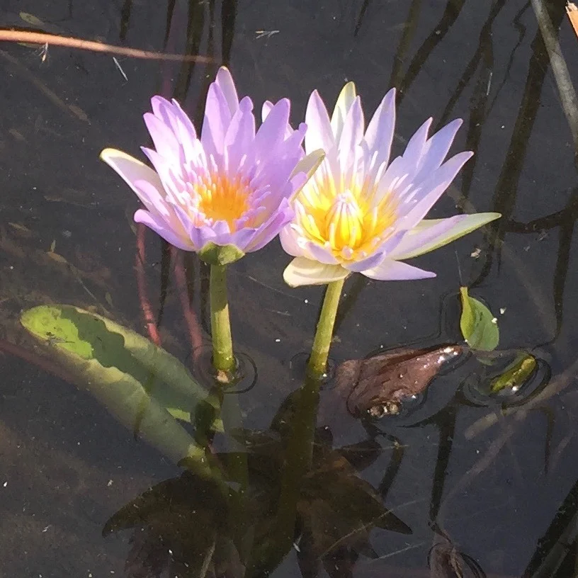 Deine Seele breitet sich aus, FR 2. August 2019 um 20.00h