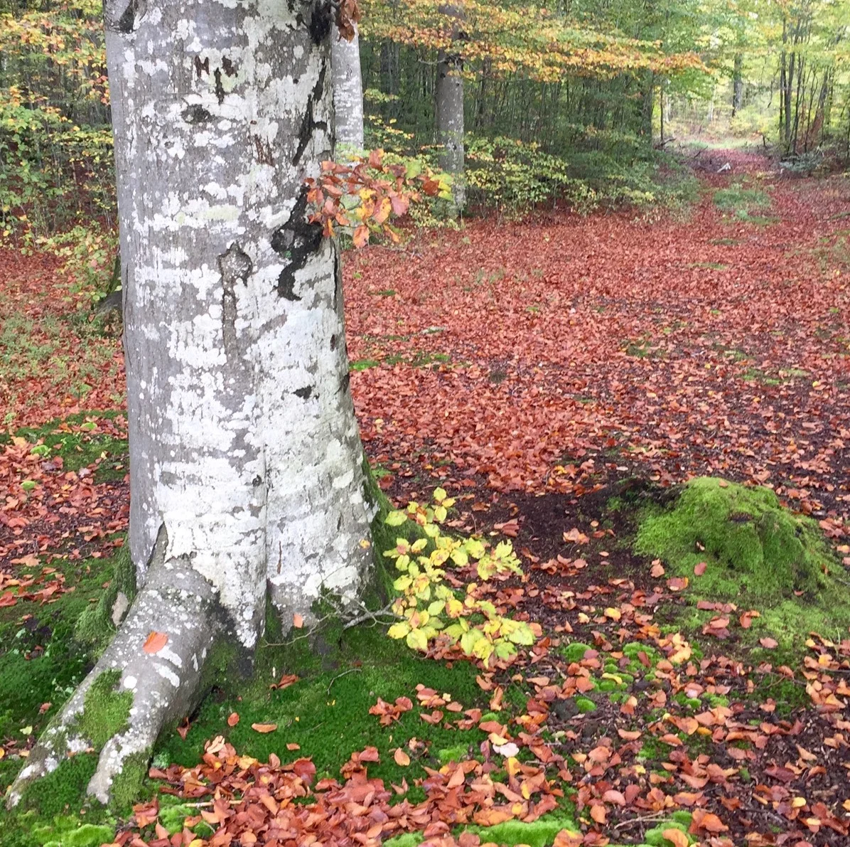Lass deine Blätter fallen &amp; richte dich von innen her aus, MO 28. Oktober 2019 um 20.00h