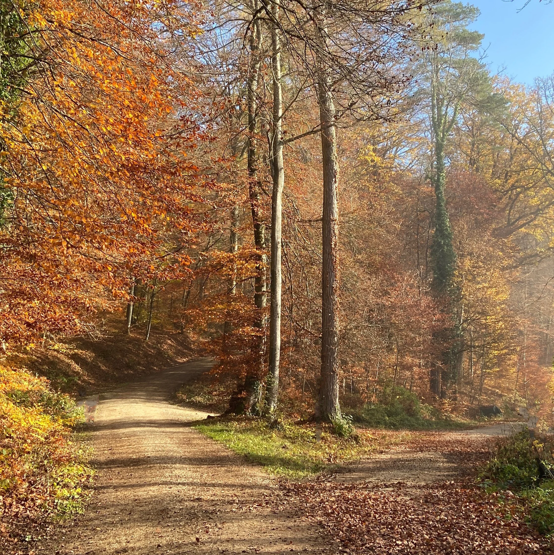 Folge dem neuen Weg inmitten grösster Transformation, SO 15. November 2020 um 20.00h