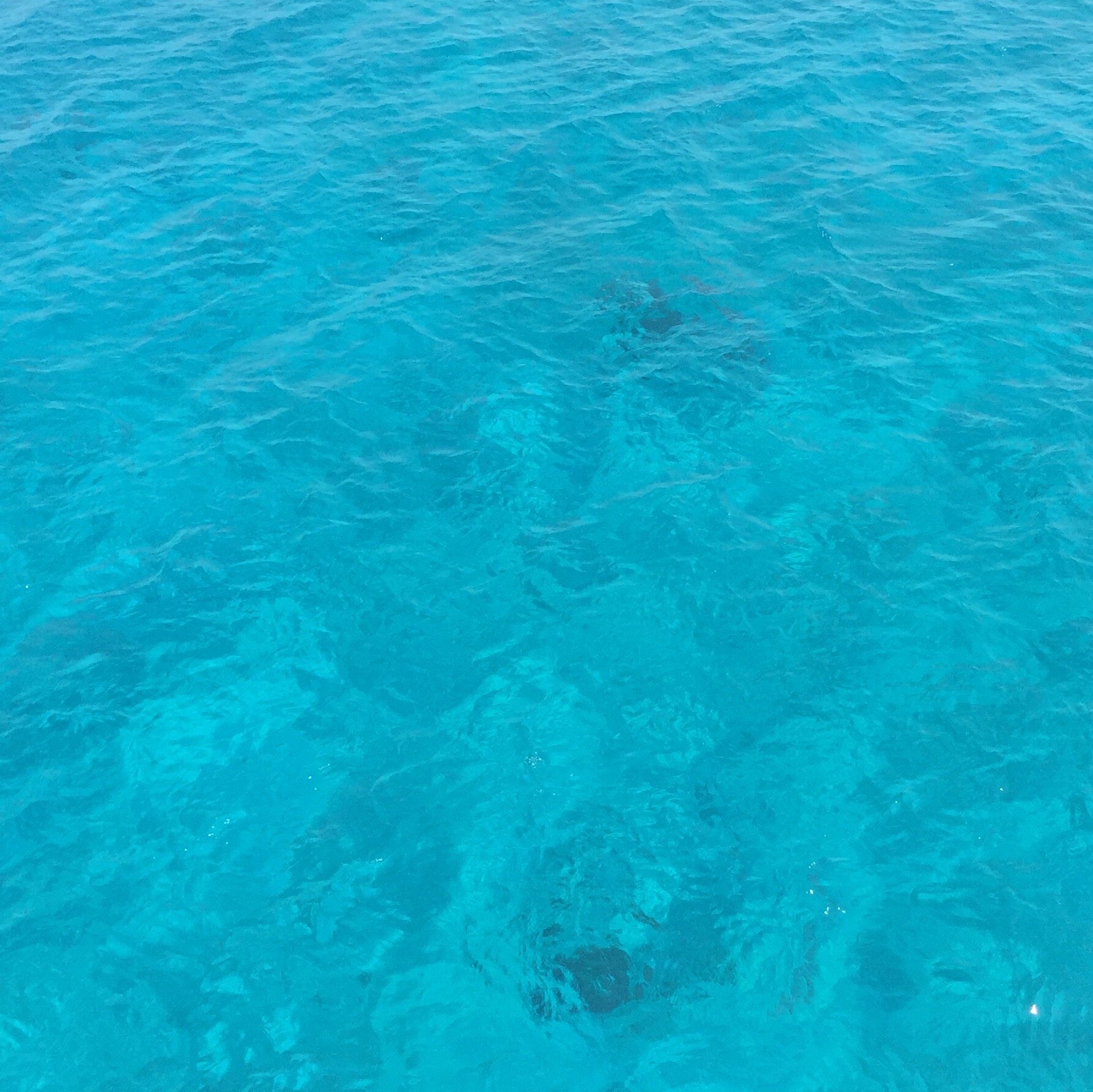 Kostenfreie Meditation 🐬❤️ SO 2. Mai 2021 um 20.00h - JETZT: Ein volles JA fürs Neue