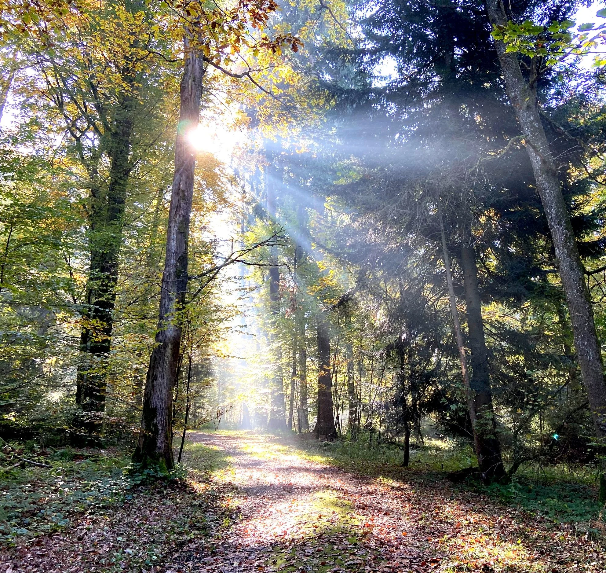 ❤️-zentriert vorwärts - Heilung geschieht, DO 4. November 2021 um 20.00h