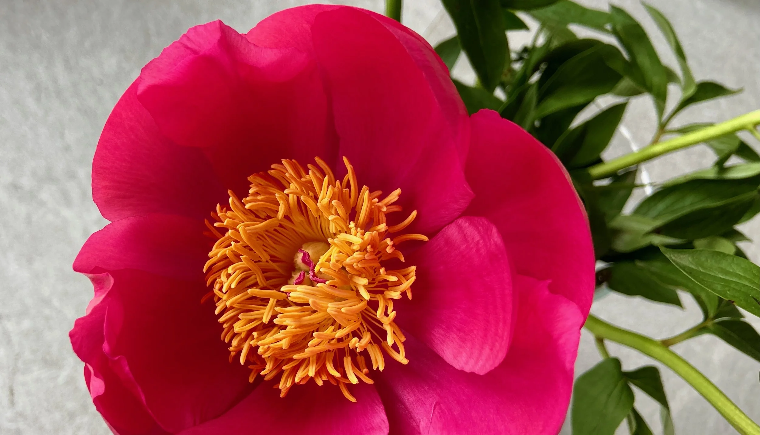 Webinar-Serie ✨💖💫 Lichtbrücke - Deine Multidimensionalität ✨💖💫, jeden MO von 13. Mai bis 15. Juli 2024 um 20.00h 