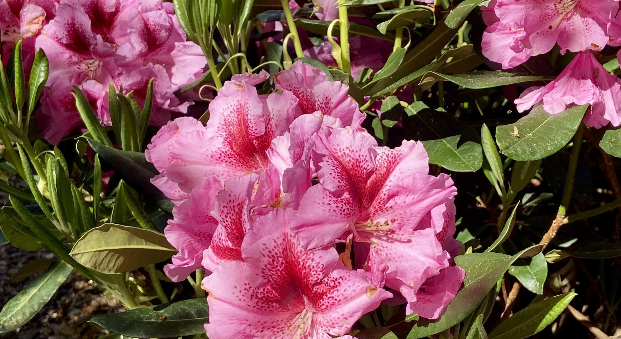 🌹💥 Spezial-Webinar: Maria Magdalena - Weibliche Christusenergie, MO 22. Juli 2024 um 20.00h