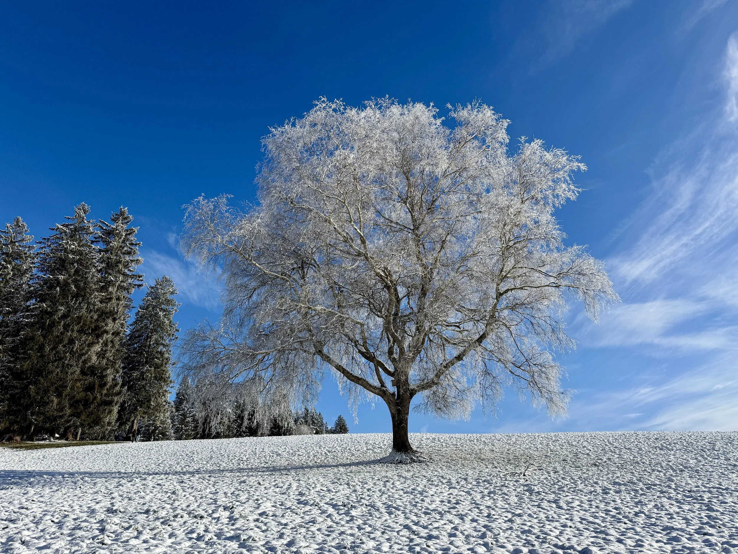 💫🌟✨💝 Kostenfreies Webinar zur Wintersonnenwende, SA 21. Dezember 2024 um 20.00h