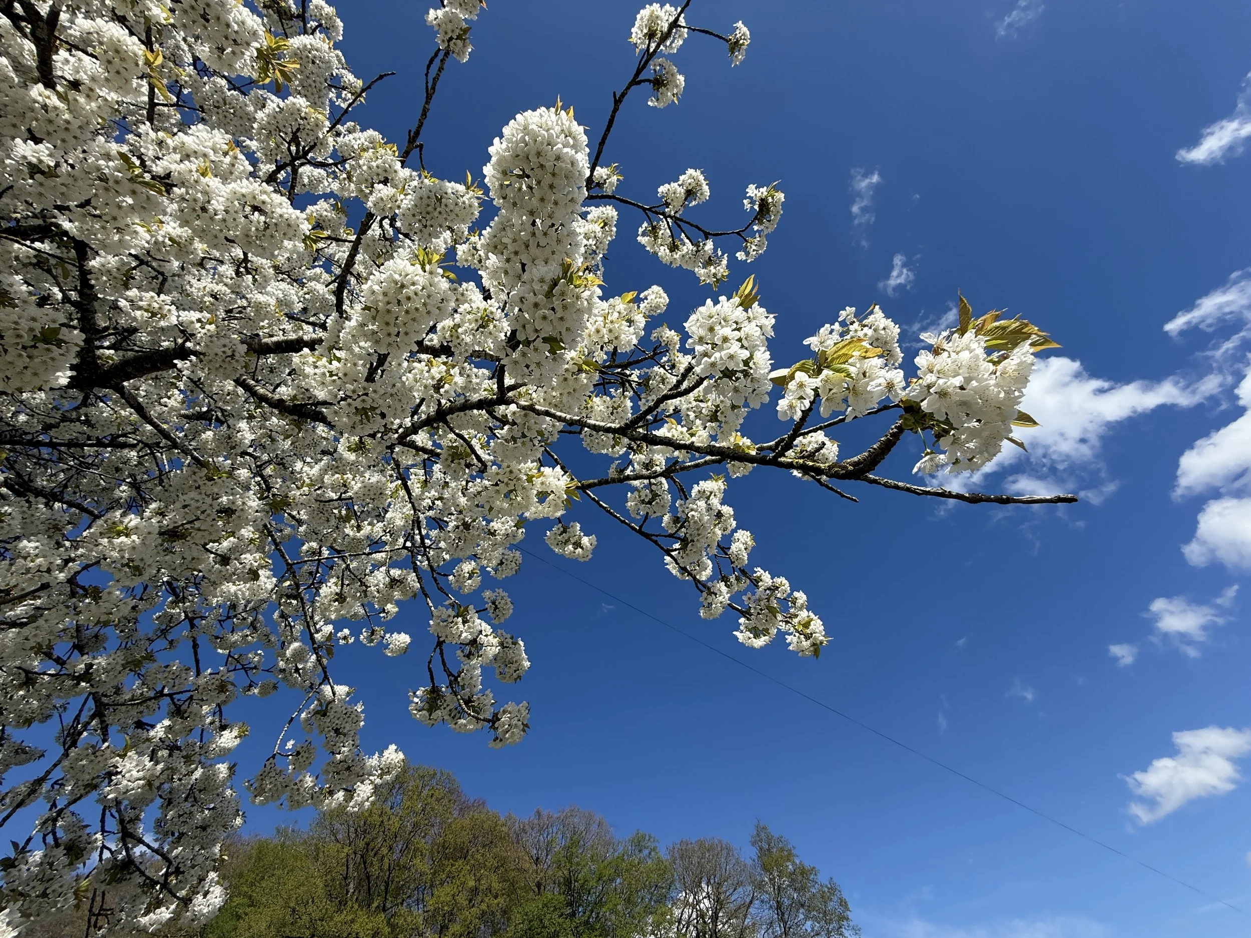 💥✨🌹 Zutiefst kraftvolle &amp; transformierende Neumondenergie, SO 27. April 2025 um 20.00h 