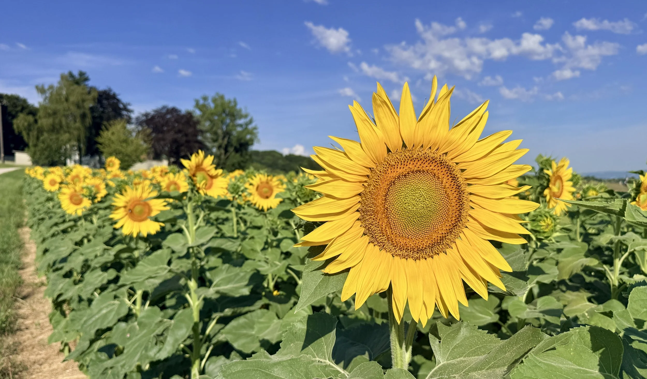 🌻☀️🌹 Neumond-Webinar - Dein Weg ist FREI , DI 14. Juli 2026 um 20.00h