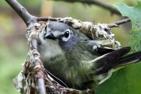 bird.jpg